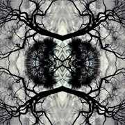 Sonic Mandala Go: Organic Orchestra , Adam Rudolph