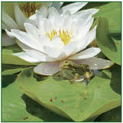 Frogs , Barry Guy