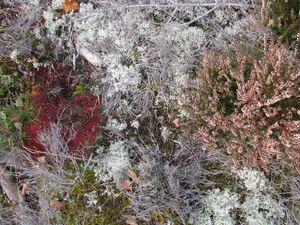 Mycorrhizae Realm , Fürsaxa
