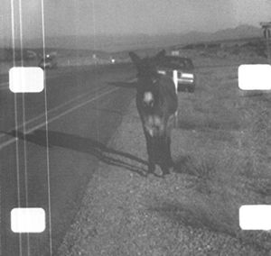 Ambient Loop for Vancouver , Lee Ranaldo