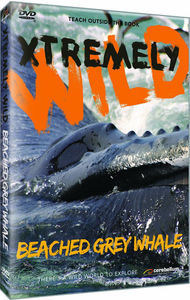 Beached Grey Whale
