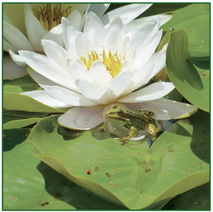 Frogs , Barry Guy