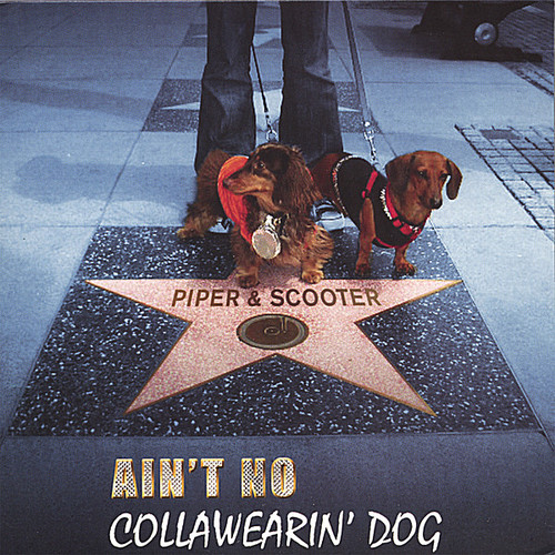 Ain't No Collawearin' Dog