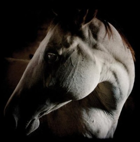 Brother Dege - How to Kill a Horse
