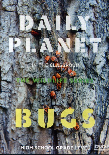 Bugs
