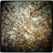 Thistled Spring , Horse Feathers