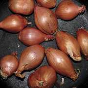 Fried Shallots , Ty Segall