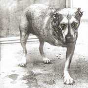 Alice in Chains , Alice in Chains