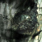La Valse Des Monstres , Yann Tiersen