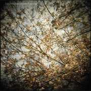 Thistled Spring , Horse Feathers
