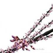 Yamore Remix /  Harmonics Crashes , Luciano