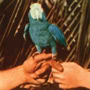 Are You Serious , Andrew Bird