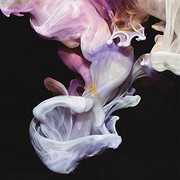 Murmurations , Simian Mobile Disco