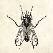 The Fly , Chubby Checker