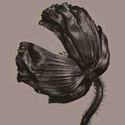 Release (2017 Remastered Version) , Pet Shop Boys