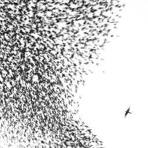 Sky Blue Sky , Wilco