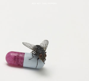 I'm with You , Red Hot Chili Peppers