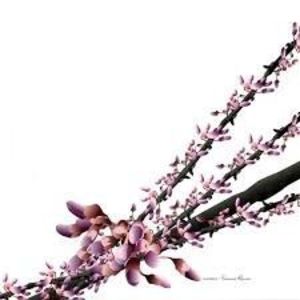 Yamore Remix / Harmonics Crashes , Luciano