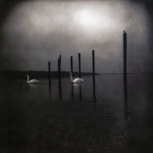 Conference of the Birds , Om