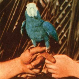 Are You Serious , Andrew Bird