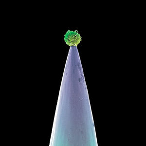 New Blood , Peter Gabriel