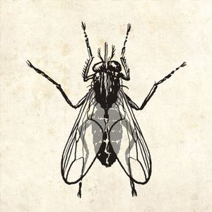 The Fly , Chubby Checker