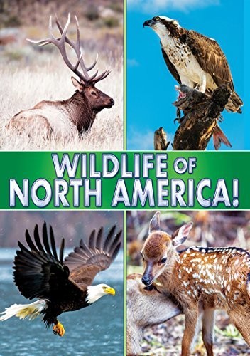 Wildlife of North America