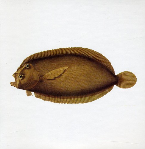 Blue Water White Death