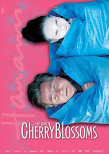 Cherry Blossoms