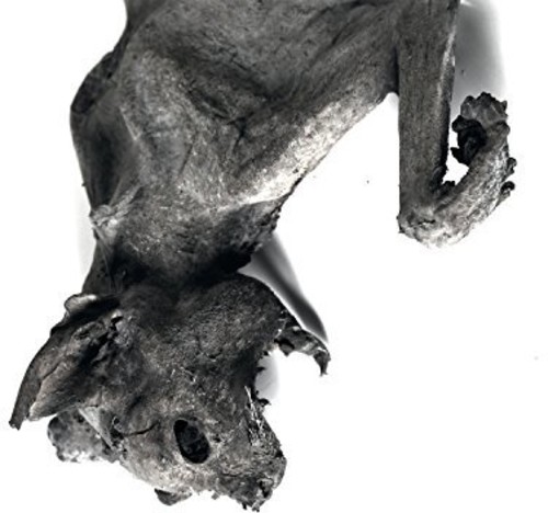 Metempshychosis