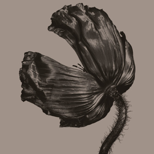 Release (2017 Remastered Version)